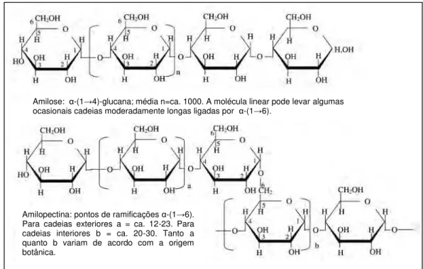 Figura 2 - Estrutura da amilose e da amilopectina. Adaptado de TESTER e KARKALAS (2002)  (TESTER et al., 2004)