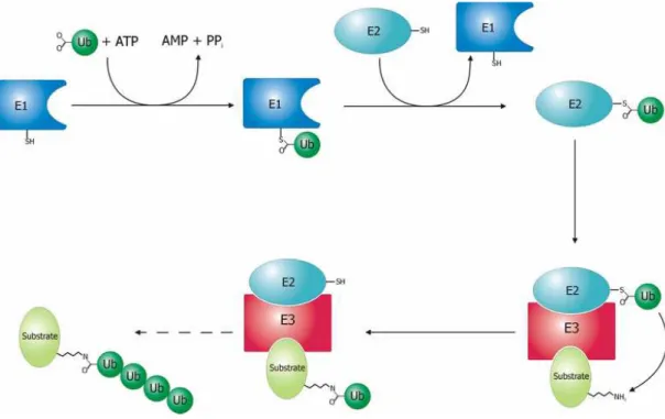 Figura 2.3: Sistema de ubiqüitinização 