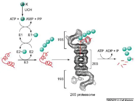 Figure 2.5: Sistema ubiqüitina-proteassoma 