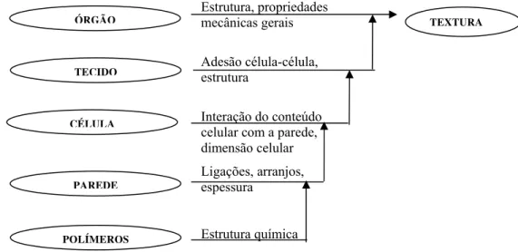 Figura 3 - Representação esquemática dos níveis de estrutura que contribuem para as  propriedades mecânicas dos tecidos vegetais 