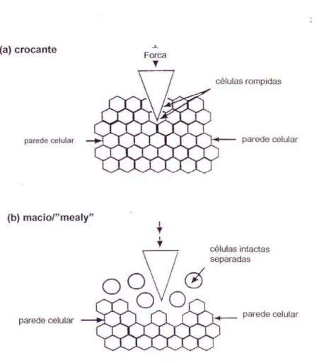 Figura 4 - Representação esquemática de ruptura de tecido vegetal por (a) ruptura das  células e (b) separação celular 