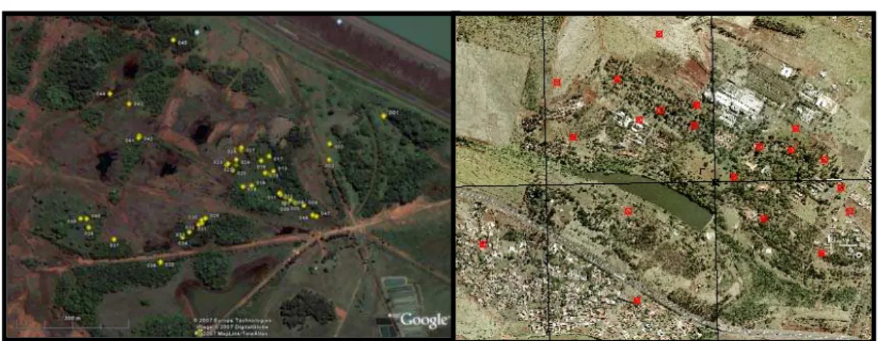 Figura 5: Fotos de satélite mostrando a posição geográfica das árvores de  T. roseo-alba amostradas para o desenvolvimento deste projeto em ( A ) Selvíra – MS e ( B ) Ribeirão Preto-SP