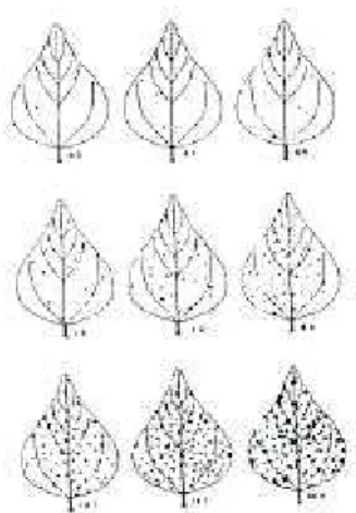 Figura 2 - Escala diagramática da severidade   (porcentagem de área foliar afetada) da                   mancha   angular    do    feijoeiro,   causada   por   Phaeoisariopsis griseola                   (Godoy, et al., 1997)