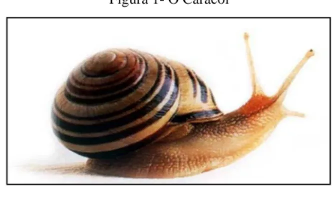 Figura 1- O Caracol 