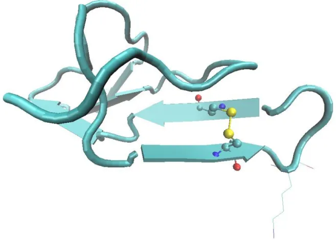 Figura 3. Ligação dissulfeto entre os resíduos Cys 24  e Cys 32   