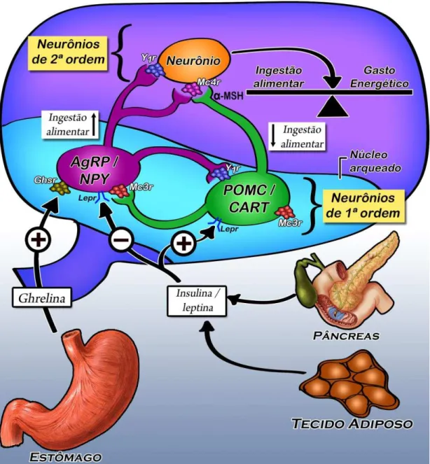 Figura 1 -  Via leptina-melanocortina .