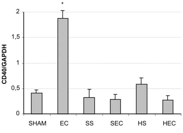 Figura 8. Quando os ratos foram submetidos a I-R com solução isotônica ou  hipertônica (SS e HS), não houve aumento na expressão do receptor,  sugerindo que a solução de reposição não afeta a expressão de CD40