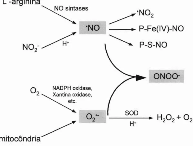 Figura 1: Representação esquemática da possível produção de peroxinitrito em sistemas biológicos