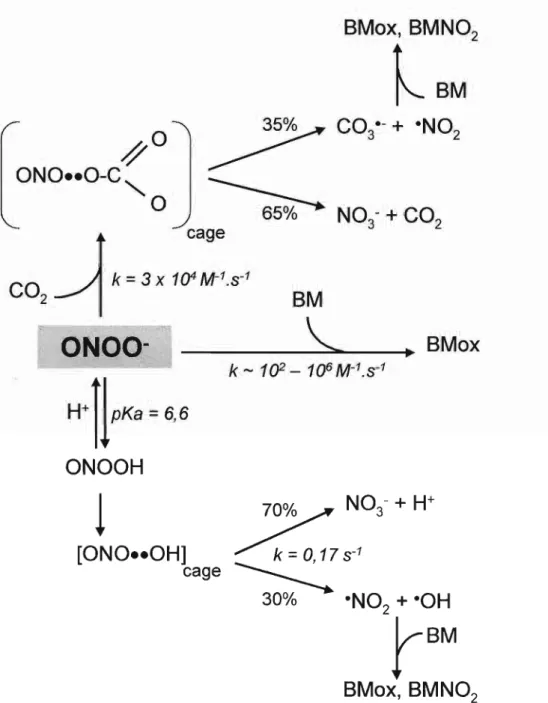 Figura 2: Representação esquemática das possíveis vias de oxidação de biomoléculas (BM) por peroxinitrito na presença e na ausência de CO 2&#34; As constantes de velocidade apresentadas correspondem a 25°C e pH 7,4