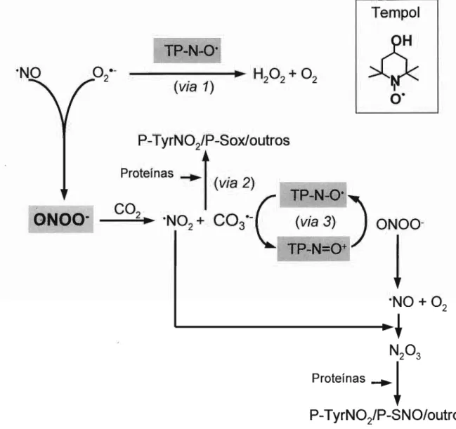 Figura 3: Representação esquemática das possíveis vias de oxidação de proteínas durante o tratamento de proteínas por peroxinitrito/C0 2 em ausência e presença de tempol