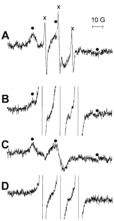 Figura 6: Espectros de EPR dos radicais adutos de DBNB5 obtidos em incubações de albumina com peroxinitrito/C0 2 na presença e ausência de tempol