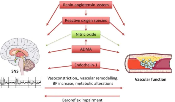Figure  1.1.  Vascular  dysfunction with respective factors interaction. Bruno et al. (Frontiers in Physiology  2012;3:284, page 2)