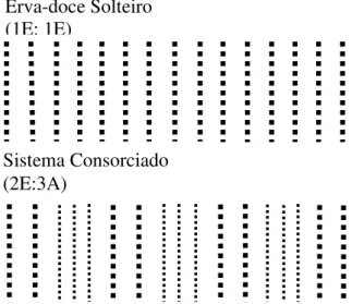 Figura  2.1  -  Layout  da  unidade  experimental  de  erva-doce  e  algodão  em  sistemas  solteiro  e  consorciado