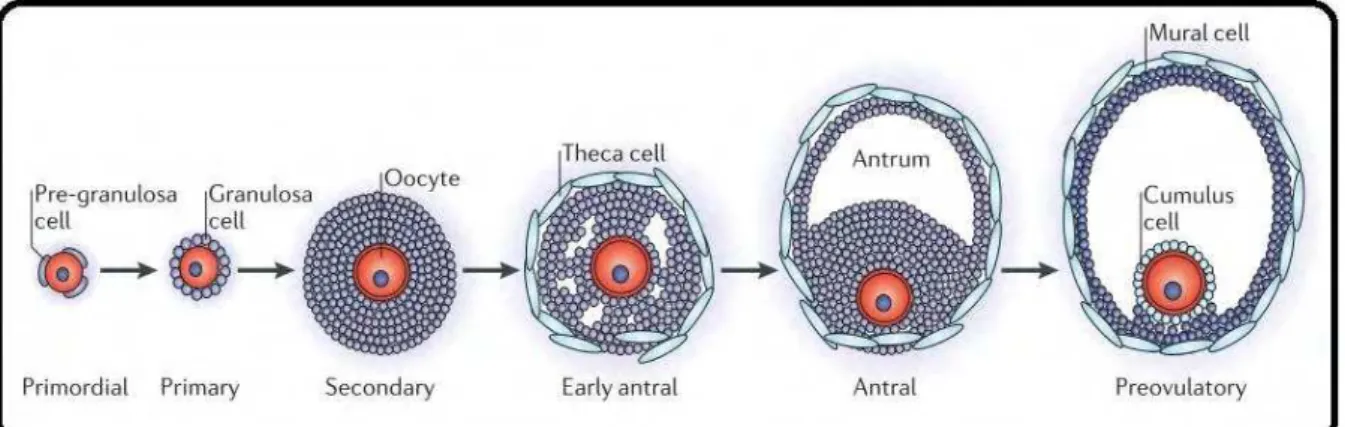 Figura  1  –   Estágios  do  desenvolvimento  folicular  em  mamíferos.    (Fonte:  Li  e  Albertini, 2013)
