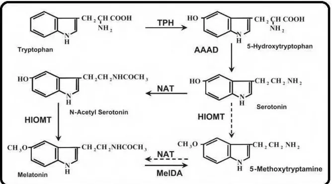 Figura  2  -  Vias  de  biossíntese  clássicas  de  melatonina  em  vertebrados.  TPH,  triptofano hidroxilase; AAAD, descarboxilase de aminoácidos aromáticos; NAT,  aril-alquilamina-N-acetiltransferase;  HIOMT,  hidroxi-indol-O-metiltransferase;  MelDA,  