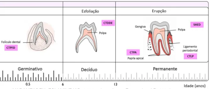 Figura 5  –  Tipos de células-tronco derivadas do dente 