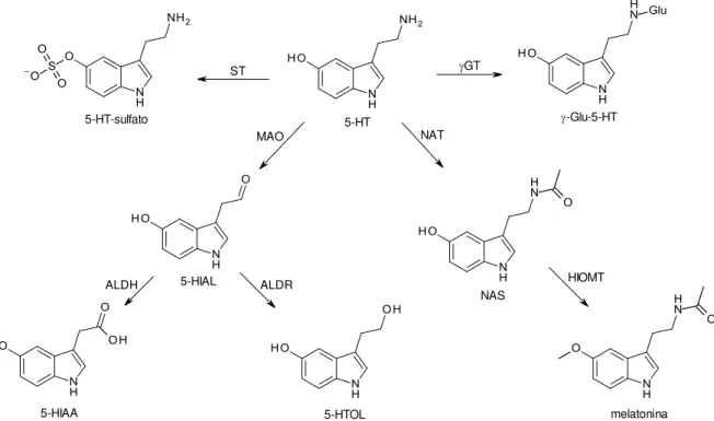 Figura  4:  Metabolismo  da  5-HT.  ST  –   sulfotransferase;  GT  –   -glutamiltransferase;  NAT  – N- N-acetiltranferase;  NAS  – N-acetilserotonina;  HIOMT  –   hidroxiindol-O-metil-transferase;  MAO  – monoamino-oxidase;  5-HIAL  –   5-hidroxiindolacet
