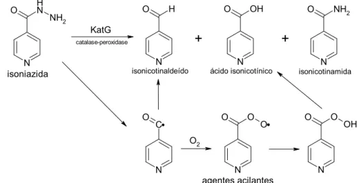 Figura 4: Produtos formados na reação da isoniazida com a catalase-peroxidase micobacteriana  (LEMKE, 2002)