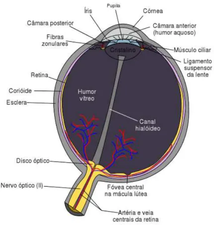 Figura 3.1: Diagrama esquem´atico do olho humano. Figura extra´ıda de (27)
