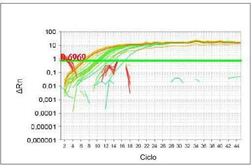 Figura 5. Curvas de amplificação geradas a partir da PCR em tempo real que amplifica  fragmento do gene 18S rRNA de culicídeos