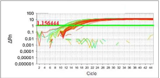Figura 6. Curvas de amplificação geradas a partir da PCR em tempo real que amplifica  fragmento do gene 18S rRNA de culicídeos