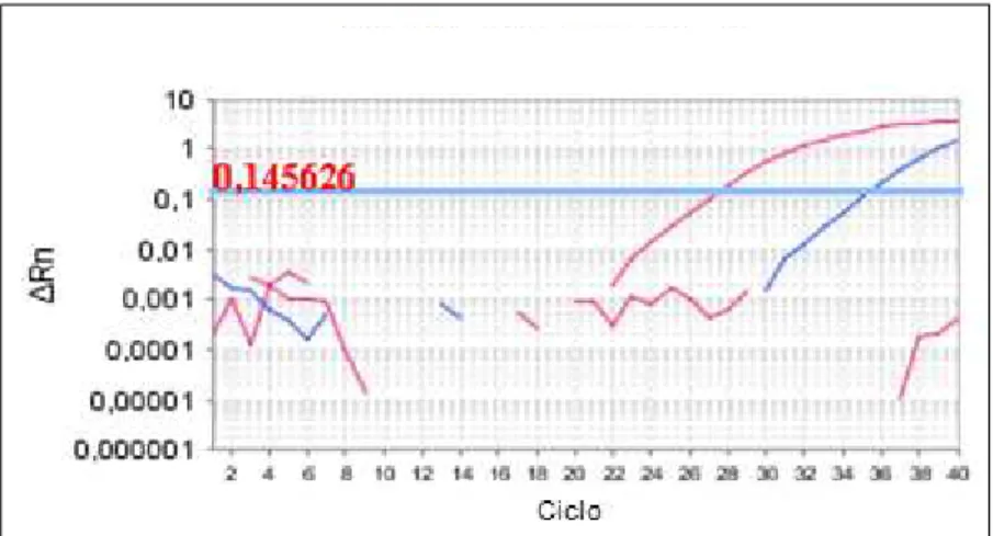 Figura 8. Curvas de amplificação geradas a partir da PCR em tempo real que amplifica  fragmento do gene NS5 de Flavivirus