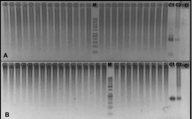 Figura 11. Foto de gel de agarose (2,5%) corado com brometo de etídio, após  eletroforese do produto da PCR em tempo real que amplifica fragmento de  aproximadamente 200pb do gene NS5 de Flavivirus