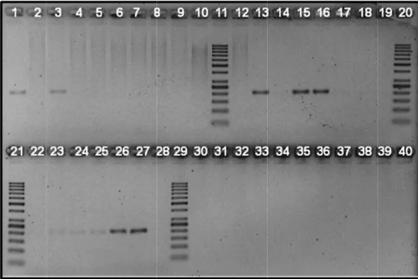 Figura 14. Os detectar  a negativas  e 22-25, r esperava  PCR em  Foto de eletroforeNa figursangue iAedes  aprotocoloinfectadofêmeas  dtratadas em sangAedes  apelo prot50bp DNpositivo 2s resultadosamplificaçãopelo “Protorespectivamresultado  ntempo real  g