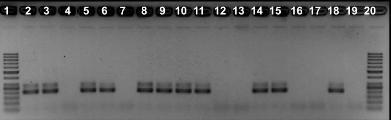 Figura 16. Foto de gel de agarose (2,5%) corado com brometo de etídio, após  eletroforese dos produtos da semi-nested PCR do gene NS5 de Flavivirus das  amostras de fêmeas não ingurgitadas analisadas pelo “Protocolo 2”, positivas  no gel da PCR em tempo re