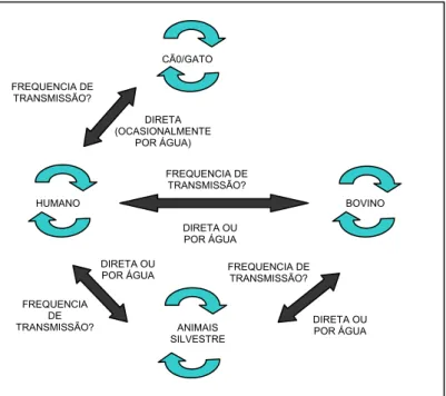 Figura 2. Quatro principais ciclos de transmissão de Giardia duodenalis. 