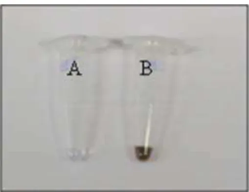 Figura 8. DNA extraído de uma amostra de água superficial após  concentração pela técnica de membrana filtrante modificada e purificação  pela técnica de Faust (A) e após o mesmo método de concentração, porém  sem realização de purificação (B)