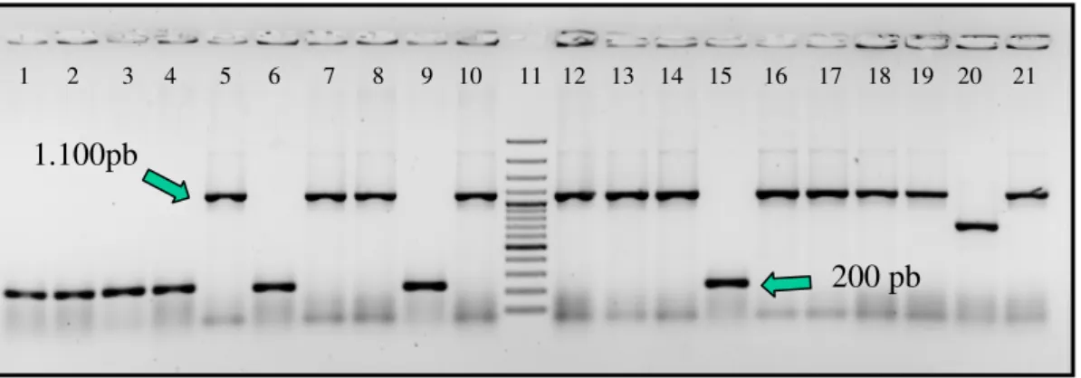 Figura 10. Foto de eletroforese em gel de agarose a 1,8% realizada após  PCR com os iniciadores M13 (direto e reverso) a partir das colônias oriundas  da clonagem