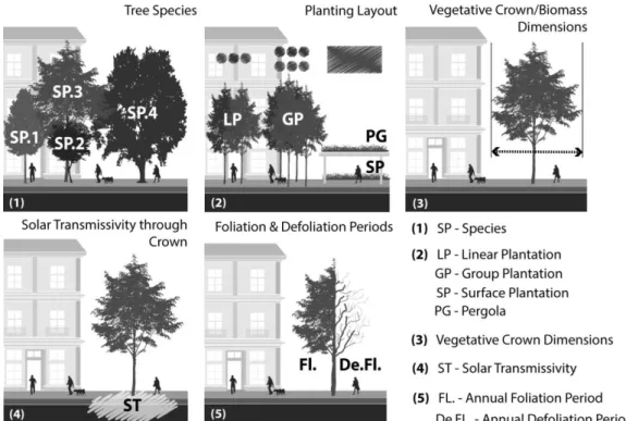 Figure 3. Vegetation crown dimension according to surface and human exposure characteristics.