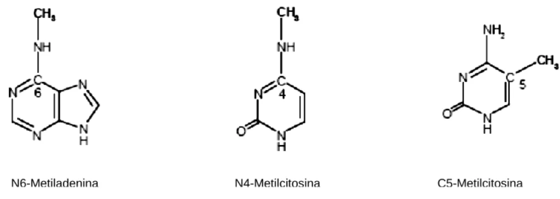 Figura I.1. – Estruturas químicas das bases de DNA modificadas pelas MTases (adaptado de Vítor, 1999)