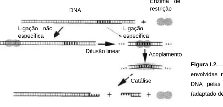 Figura I.2. – Ilustração esquemática das etapas  envolvidas  no  reconhecimento  e  clivagem  do  DNA  pelas  enzimas  de  restrição  do  tipo  II  (adaptado de Pingoud &amp; Jeltsch, 1997)