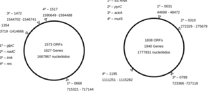 Figura  I.9.  –  Possíveis loci  no  genoma  de H.  pylori  26695  (à  esquerda)  e  C