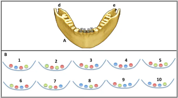 Figura 5: (A) Representação da mandíbula e dos alvéolos correspondentes ao dentes 42, 41, 31 e 32,  nos  quais  os  incisivos  da  pesquisa  foram  posicionados  para  obtenção  de  imagens  (d=lado  direito; 