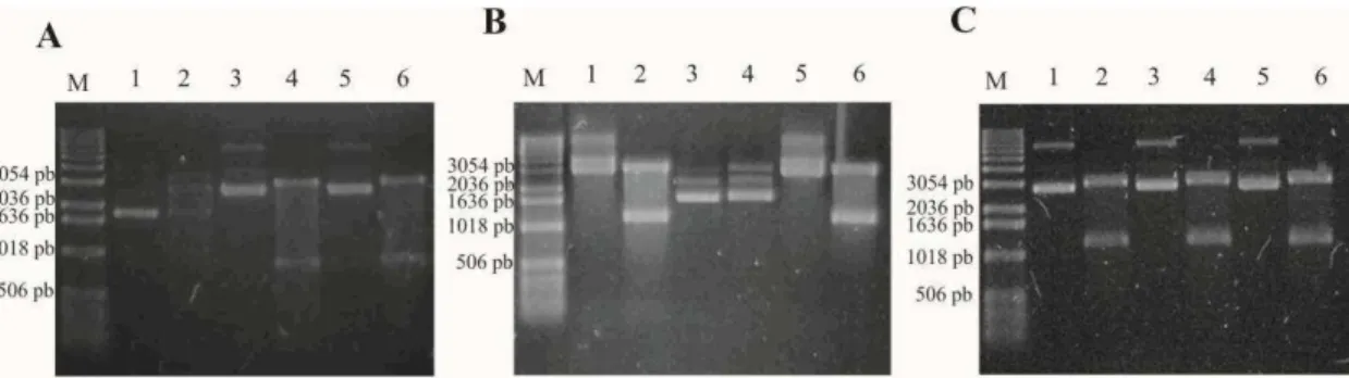 Figura 9 -  Análise de restrição dos clones selecionados do vetor pGEM-T easy em  gel  de  agarose (1%)