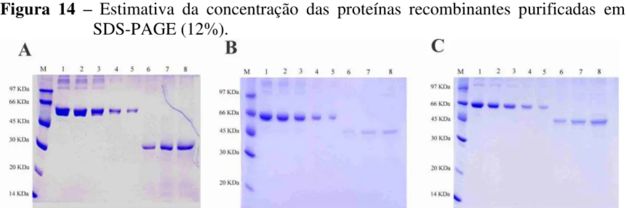 Figura  14  –  Estimativa  da  concentração  das  proteínas  recombinantes  purificadas  em  gel  SDS-PAGE (12%)