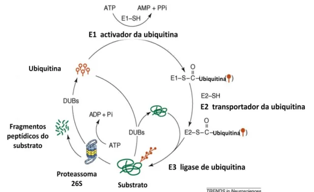 Figura 7 - Via da ubiquitina-proteassoma. O enzima E1 adenila o C-terminal do resíduo Glicina da ubiquitina com  hidrolise  de  ATP