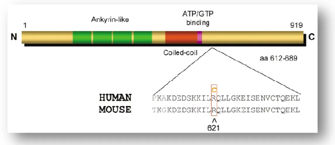 Figura 8 - Vista esquemática da proteína Sinfilina-1, com comparação de sequências entre a variante humana e a  de murganho