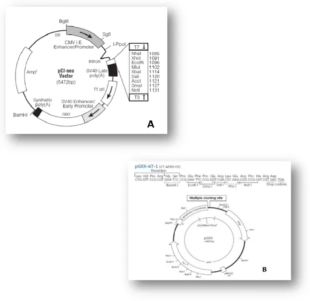 Figura 11 - A: Mapa do vector circular pCI-neo (Promega). B: Mapa do vector circular pGEX-4T-1 (Amersham)