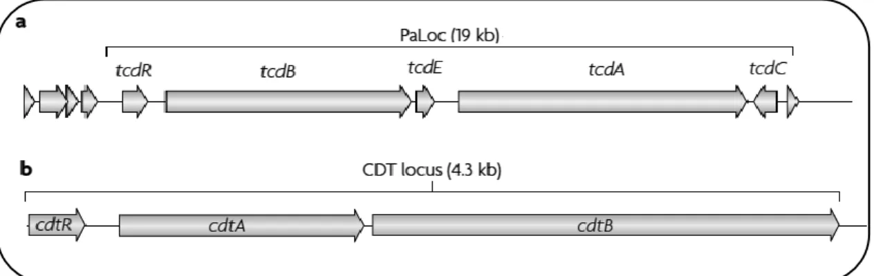 Figure  1. C.  difficile  pathogenicity  locus  (PaLoc)  (a)  and  binary  toxin  locus  (CDT  locus)  (b)  (adapted  from Rupnik et al., 2009)