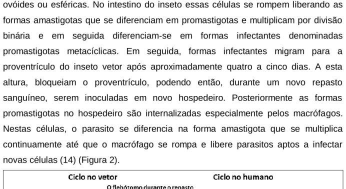 Figura 2 – O ciclo biológico da leishmaniose no vetor e no hospedeiro humano (Adaptado de 15) 