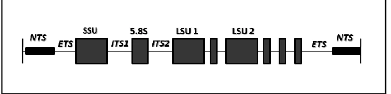 Figura  4  –  Organização  do  DNA  ribossomal  de  tripanossomatídeos.  Subunidades  conservadas:  SSU  (subunidade  menor);  LSU  (subunidade  maior);  Subunidade  5,8;  NTS  =  Região espaçadora não transcrita; ETS: Região espaçadora transcrita externa;