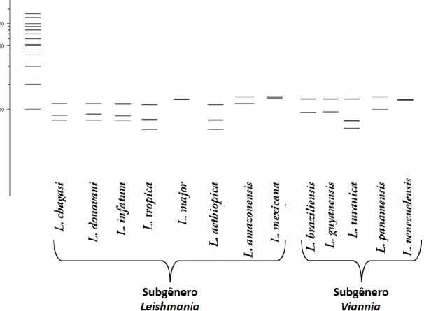 Figura 6 – Simulação no software NEBcutter 2.0 de padrões de bandas esperados entre diferentes  espécies de Leishmania em gel de agarose a 2% (62) .