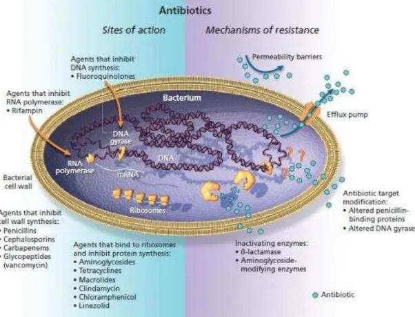 Figura 5 - Mecanismos de ação e resistência aos antimicrobianos. 