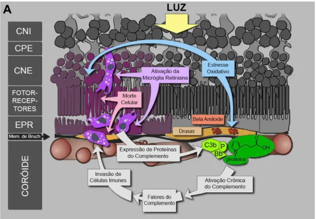 Figura 8: Patogênese DMRI seca. Uma combinação de estresse oxidativo, ativação  de células da microglia e alteração da homeostase do metabolismo celular resultam  na  deposição  de  proteínas  modificadas,  beta-amilóide  e  outros  detritos  celulares  en