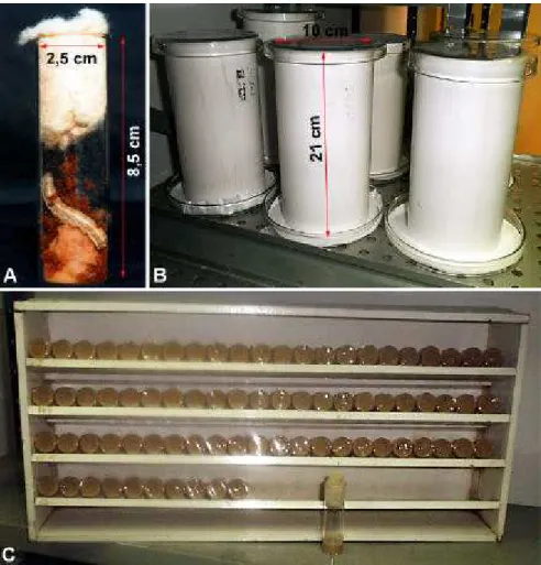 Figura 1 -  Criação de  Spodoptera frugiperda  em laboratório: A) tubo de vidro  contendo dieta artificial; B) tubos de PVC para obtenção de ovos; C)  suporte para acondicionamento dos tubos
