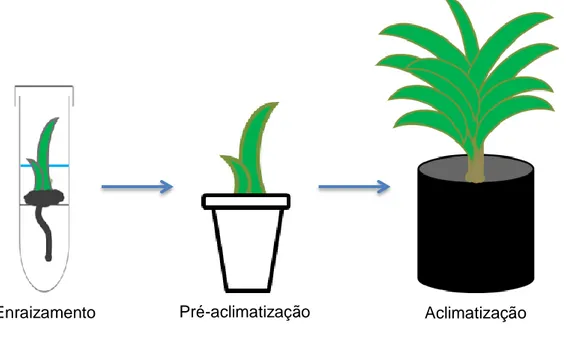 Figura  3.  Esquema  ilustrado  do  experimento  de  aclimatização  das  mudas  de  dendezeiro regeneradas em biorreatores de imersão temporária